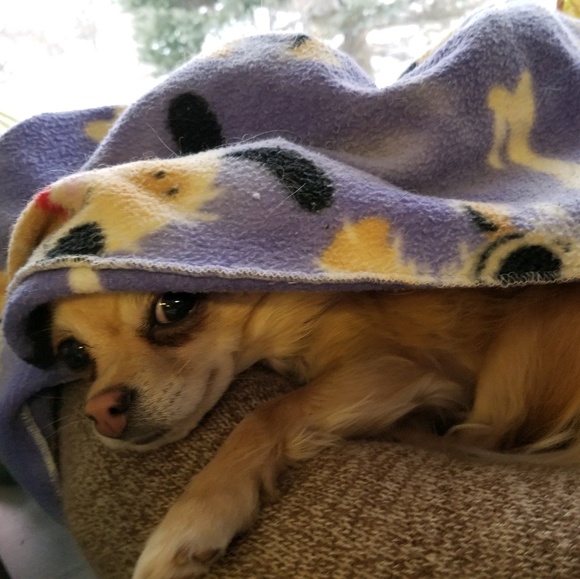 Meet your Posher, Joey - Picture 1 of 1